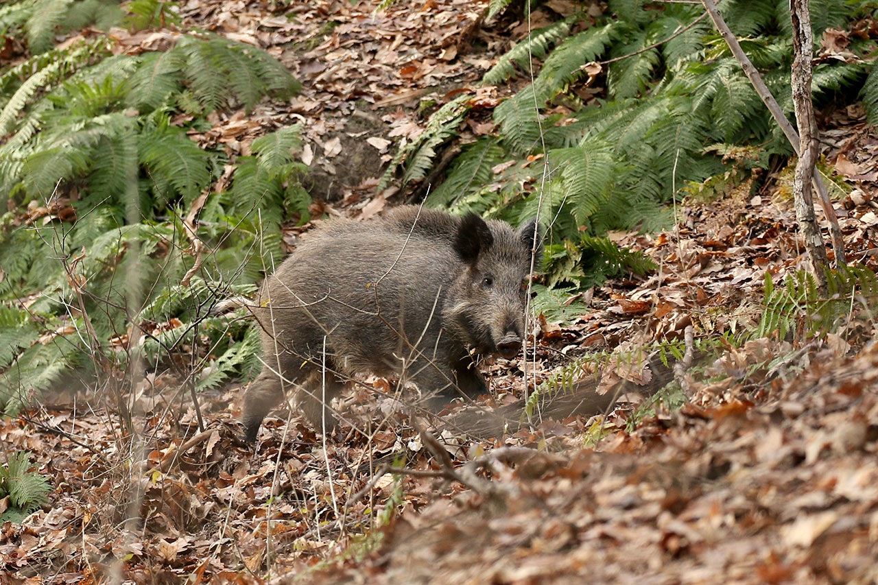 Norske villsvin har stort sett god helse, viser Veterinærinstituttets overvåkningsprogram. Ill.foto: Åsgeir Størdal villsvin jakt Veterinærinstituttets overvåkningsprogram
