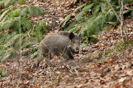 Norske villsvin har stort sett god helse, viser Veterinærinstituttets overvåkningsprogram. Ill.foto: Åsgeir Størdal villsvin jakt Veterinærinstituttets overvåkningsprogram