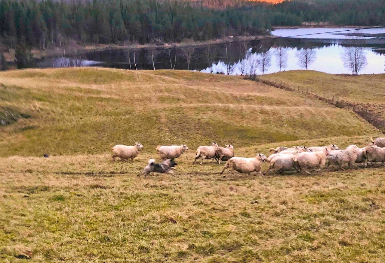 PÅ INNMARK: Saueeier Emil Haugan fikk fotografert at Kaan jaga sauen på innmarka.
