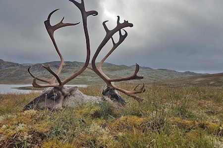 Skrantesyke: Mattilsynet har laget en sjekkliste for sikker håndtering av slakt på Hardangervidda for å unngå spredning av CWD. Foto: Anders Mossing / Norsk Villreinsenter. Skrantesyke, skrantesjuke, CWD, villreinjakt