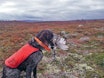 Fit for fight: Parasitter, midd og flått kan gjøre hunden syk, og ødelegge jaktsesongen. Eirik Teljes beste tips er å ta en sjekk hos veterinær i god tid før jakta starter. hundehelse, nesemidd, flått på hund, neseorm, parasitter