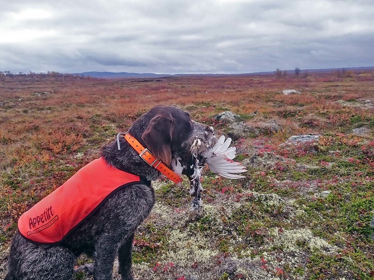 Fit for fight: Parasitter, midd og flått kan gjøre hunden syk, og ødelegge jaktsesongen. Eirik Teljes beste tips er å ta en sjekk hos veterinær i god tid før jakta starter. hundehelse, nesemidd, flått på hund, neseorm, parasitter