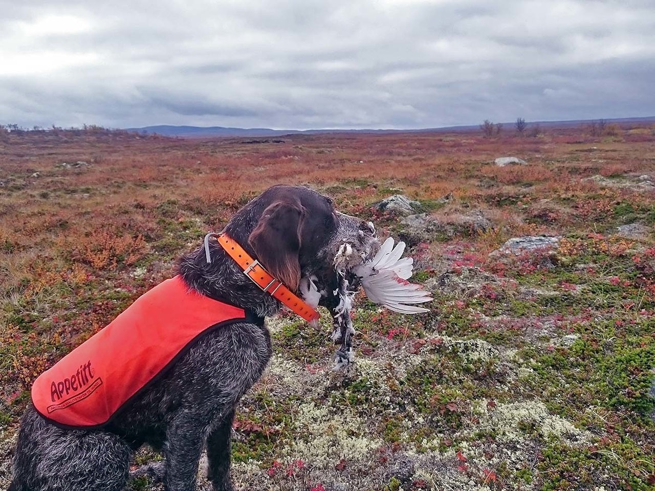 hundehelse, nesemidd, flått på hund, neseorm, parasitter