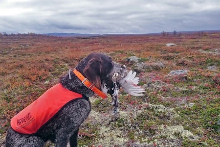 Fit for fight: Parasitter, midd og flått kan gjøre hunden syk, og ødelegge jaktsesongen. Eirik Teljes beste tips er å ta en sjekk hos veterinær i god tid før jakta starter. hundehelse, nesemidd, flått på hund, neseorm, parasitter
