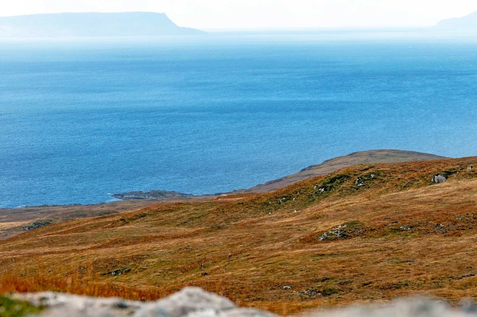 Bukkene Bruse: Ikke tre, men fire bukker nyter formiddagssola i lia ut mot Atlanterhavet og Isle of Eigg. Fire hjortebukker i Skottland med Atlanterhavet som bakgrunn.