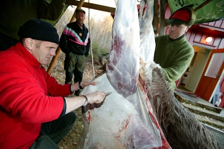 elg elgslakt elgjakt jegere slakter elg foto Åsgeir Størdal