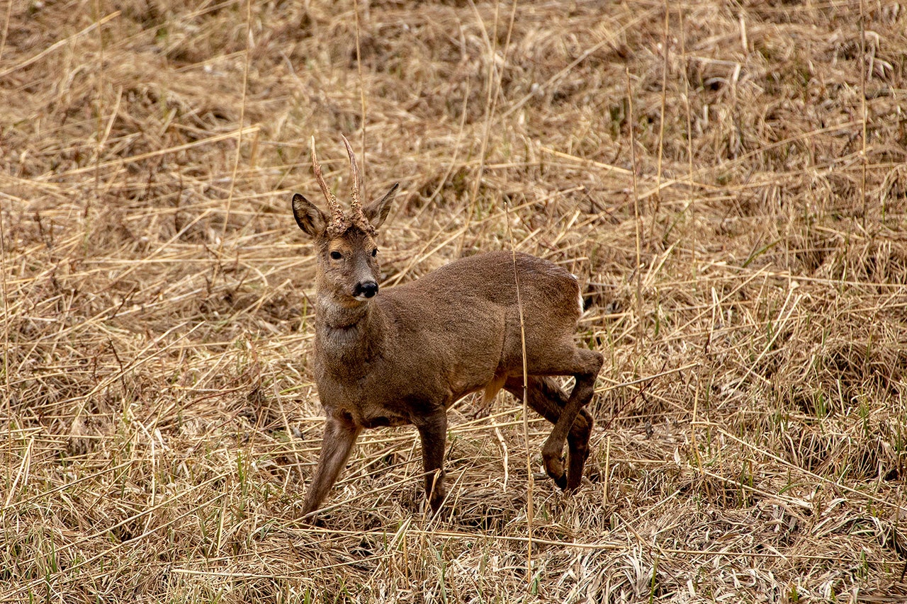 Når hormonene herjer, kan råbukken bli svært agressiv for å forsvare reviret sitt, noe Sondre Zakakriassen fikk oppleve. (Ill.foto: Åsgeir Størdal) rådyr rådyrbukk råbukk foto Åsgeir Størdal