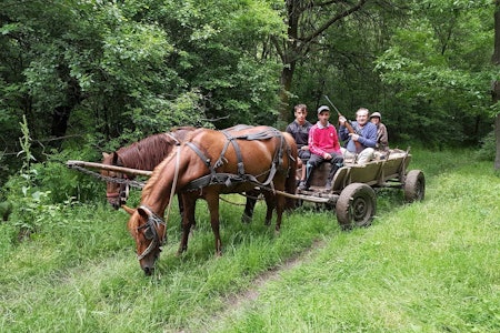 HEST OG KJERRE: Ingen tvil om at det å jakte råbukk på denne måten, var en totalt ny og artig opplevelse. Råbukk, rådyrjakt, Romania, jaktreise
