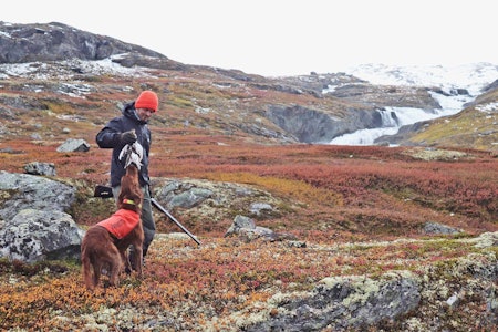 Hundeloven stiller krav til deg som jakthundeier. hundeloven jakthund