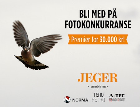 ringdue duejakt promo JEGER fotokonkurranse Foto: Åsgeir Størdal