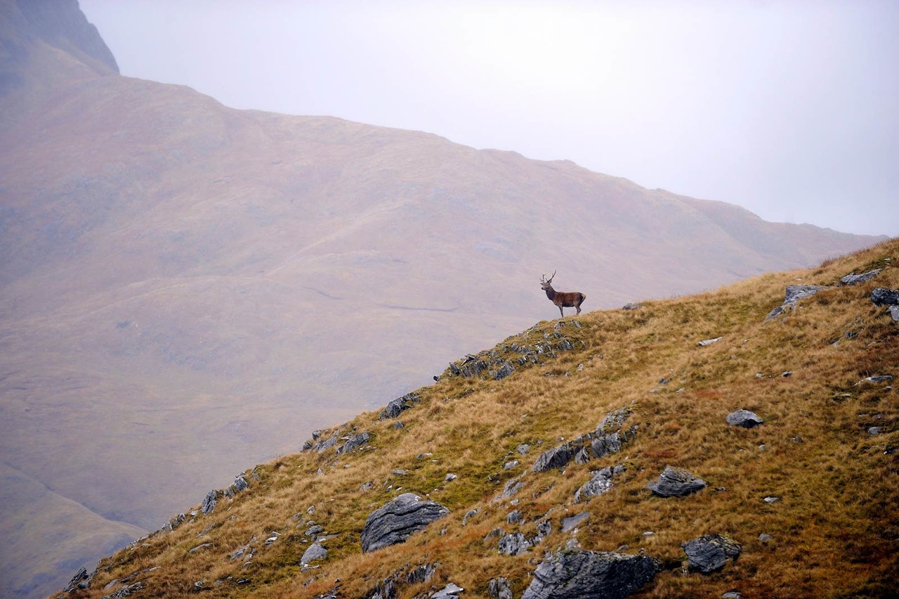 langholdsskyting reinsdyr i fjellet langt skuddhold