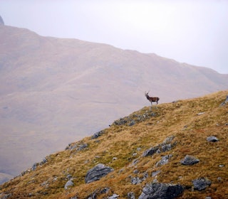 langholdsskyting reinsdyr i fjellet langt skuddhold