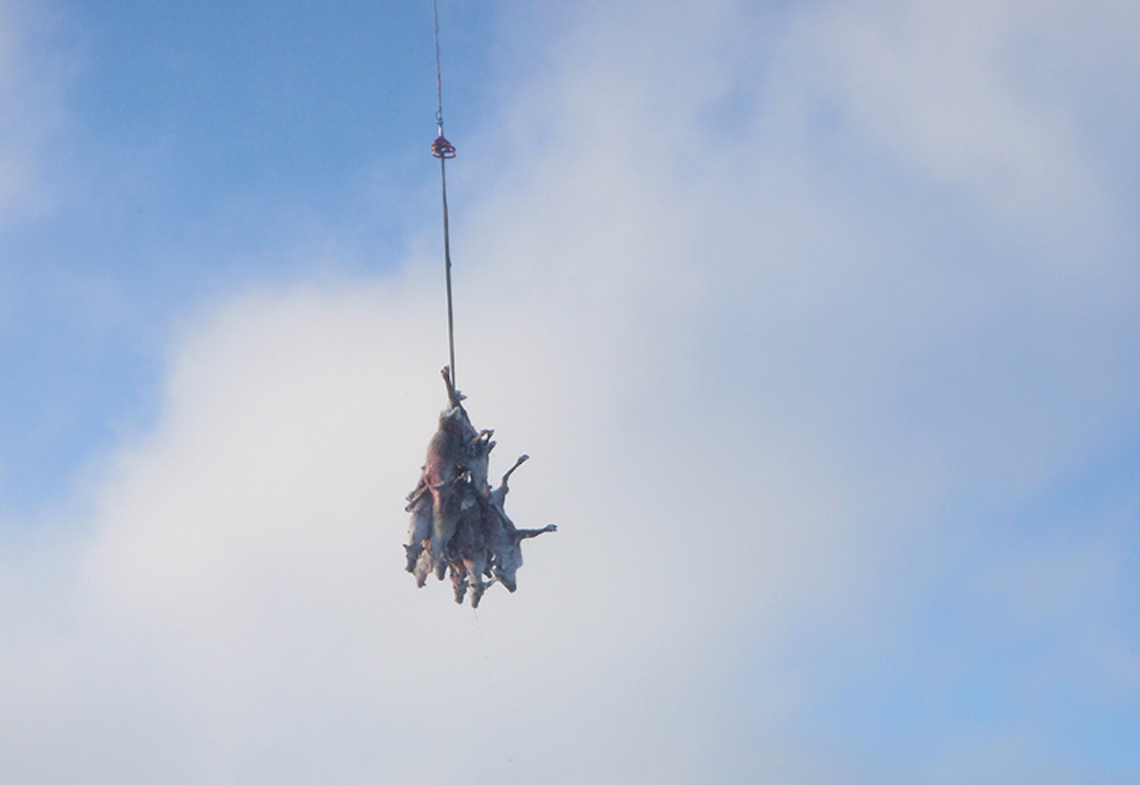 Myndighetene dekker i år deler av kostnadene ved å fly ut slakt av villrein, elg og hjort etter jakt på Hardangervidda. Foto: SNO Helikotertransport SNO