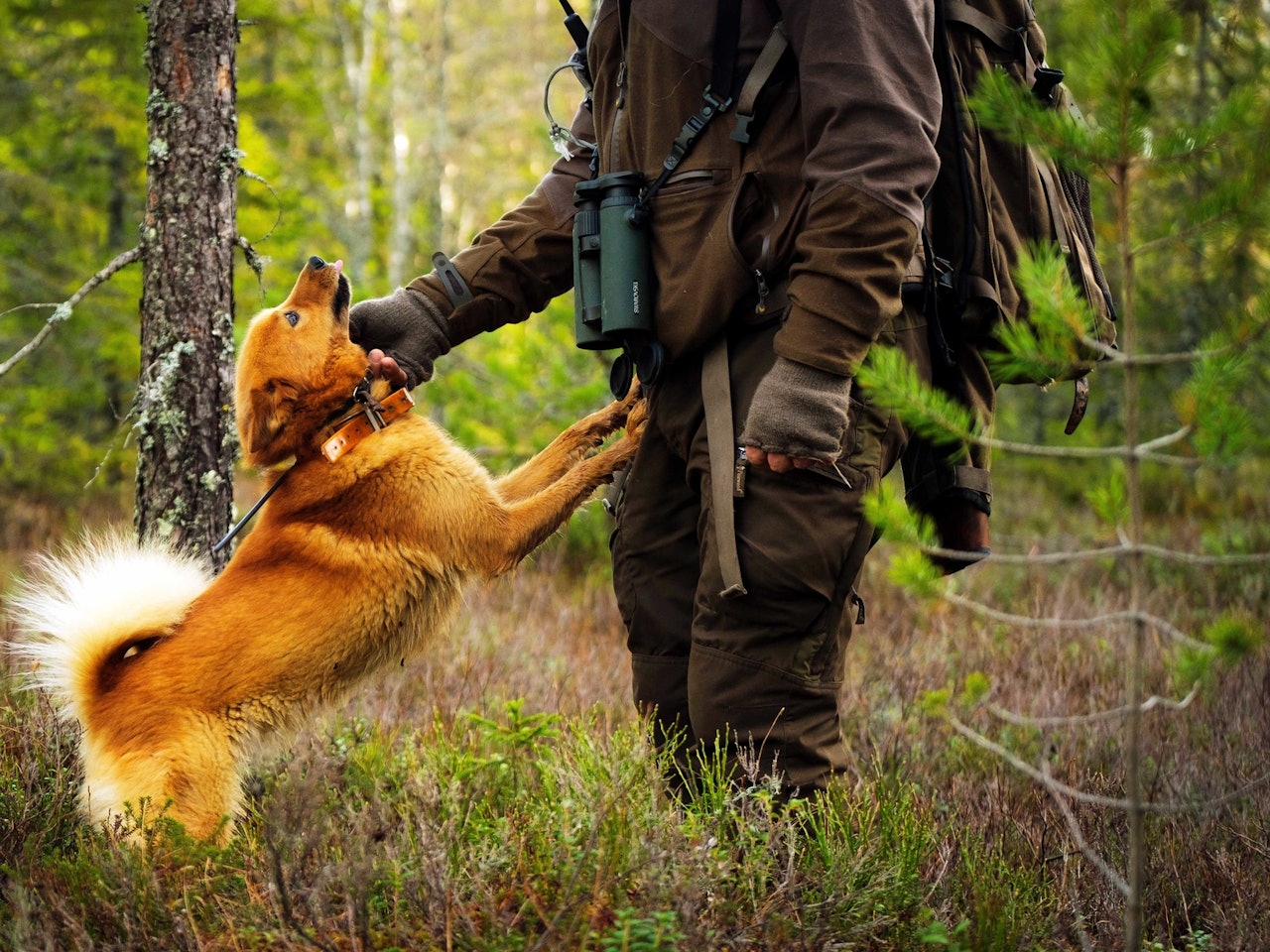 skogsfugljakt, finsk spets, skjellende fuglehund