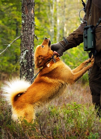 LUKTESANS: Jakthunder er helt avhengige av luktesansen, svikter den, da har du en jakthund som ikke funker. Arkivfoto: Jo Stenersen LUKTESANS: Jakthunder er helt avhengige av luktesansen, svikter den, da har du en jakthund som ikke funker. Arkivfoto: Jo Stenersen