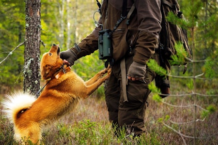LUKTESANS: Jakthunder er helt avhengige av luktesansen, svikter den, da har du en jakthund som ikke funker. Arkivfoto: Jo Stenersen LUKTESANS: Jakthunder er helt avhengige av luktesansen, svikter den, da har du en jakthund som ikke funker. Arkivfoto: Jo Stenersen