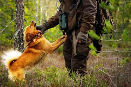 God kontakt: Finsk spetsen jakter normalt ganske nært jegeren. 250-400 meter er ideelt søk. Kent Støkket sverger til finsk spets når skogsfuglen skal til pers. (Foto: Jo Stenersen) skogsfugljakt, finsk spets, skjellende fuglehund
