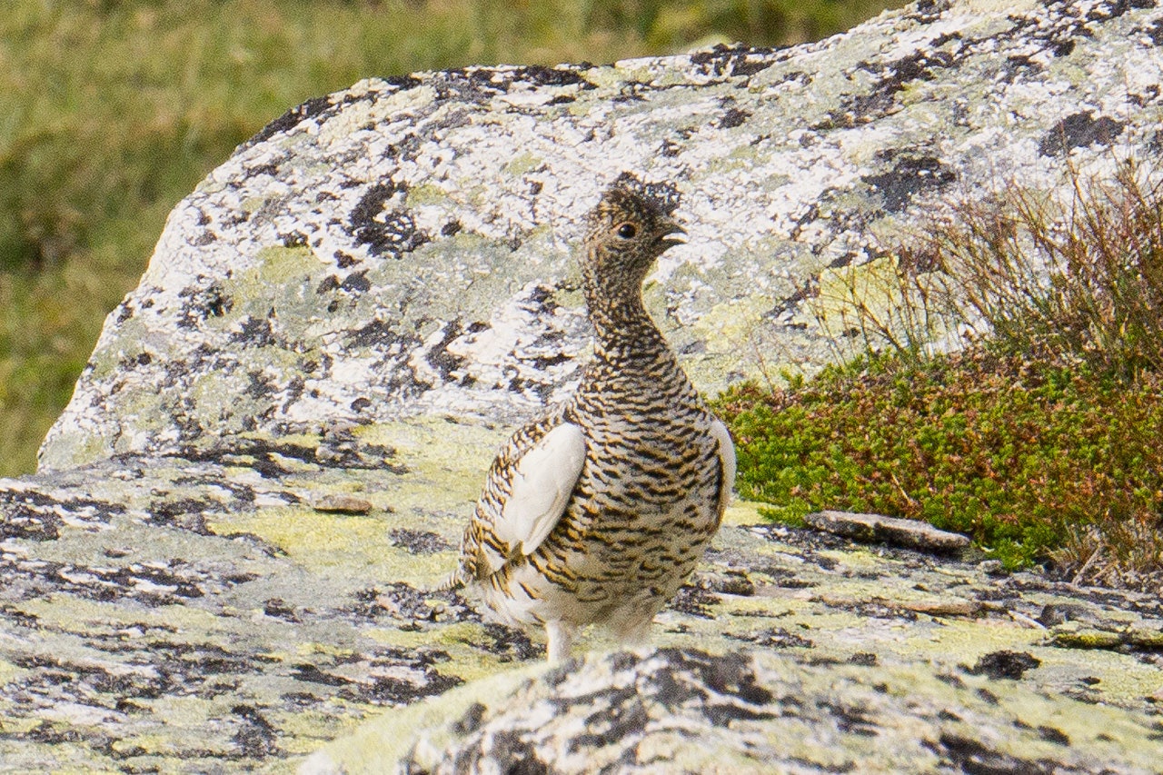 Skal du på rypejakt i 2021? De første rapportene før rypehøsten har begynt å komme fra flere fjellstyrer. Foto: Åsgeir Størdal rypejakt 2021 rype jakt rypehøst fjellstyre rypejeger Foto Åsgeir Størdal
