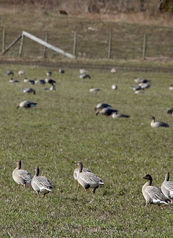 Kortnebbgås og grågås responderer raskt på hardt jaktpress. Bedre organisert jakt gjør at gåse holder seg lengre i jaktområdet. (Ill.foto: Åsgeir Størdal) Kortnebbgås mæresmyra mære steinkjer foto Åsgeir Størdal