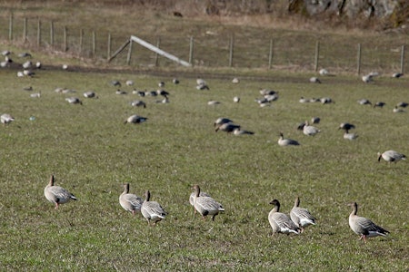 Kortnebbgås og grågås responderer raskt på hardt jaktpress. Bedre organisert jakt gjør at gåse holder seg lengre i jaktområdet. (Ill.foto: Åsgeir Størdal) Kortnebbgås mæresmyra mære steinkjer foto Åsgeir Størdal