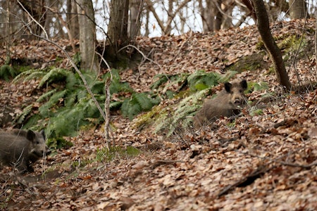 Nå blir det enklere å få tatt trikinprøver under villsvinjakt i Sverige. (Ill.foto: Åsgeir Størdal) villsvin jakt villsvinjakt sverige foto åsgeir størdal