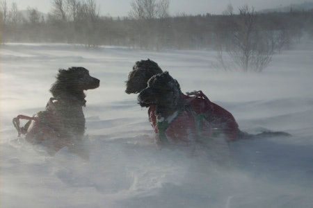 Varmedekken eller kondomdress: Selv om våre jakthunder generelt er robuste, kan vind og kulde raskt virke nedkjølende når hunden ikke er i full aktivitet under vinterjakt. Vi gir noen tips omkring stell av poter og bekledning som kondomdresser, varmedekken og potesokker. jakthunder ute i vinterkulde og snøfokk