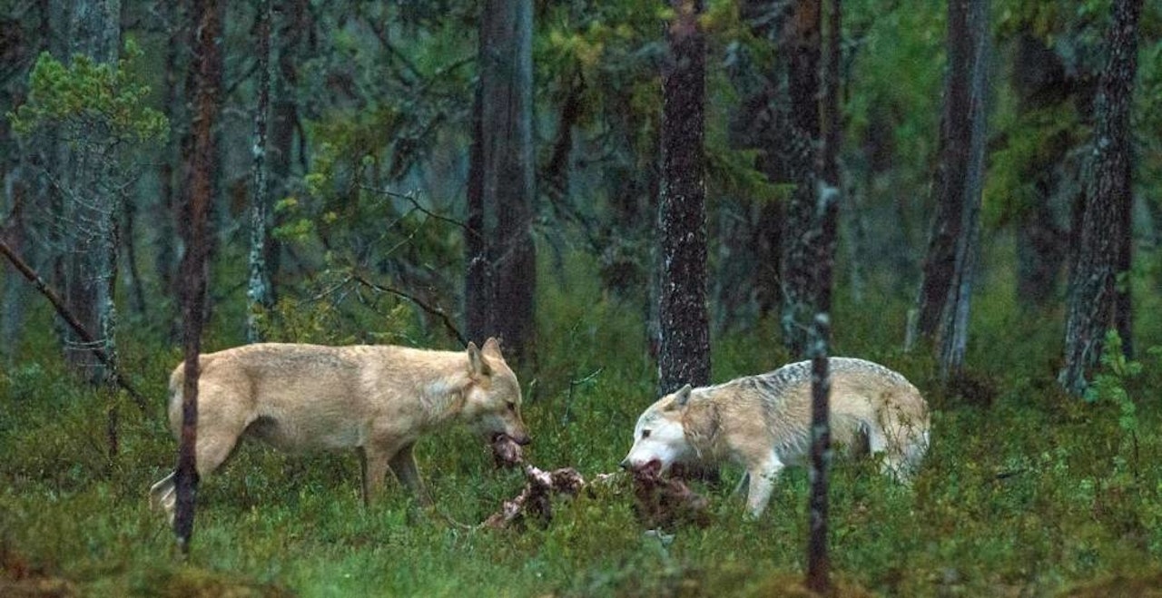 To ulver i skogen spiser kjøtt