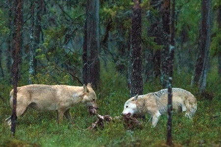 To ulver i skogen spiser kjøtt