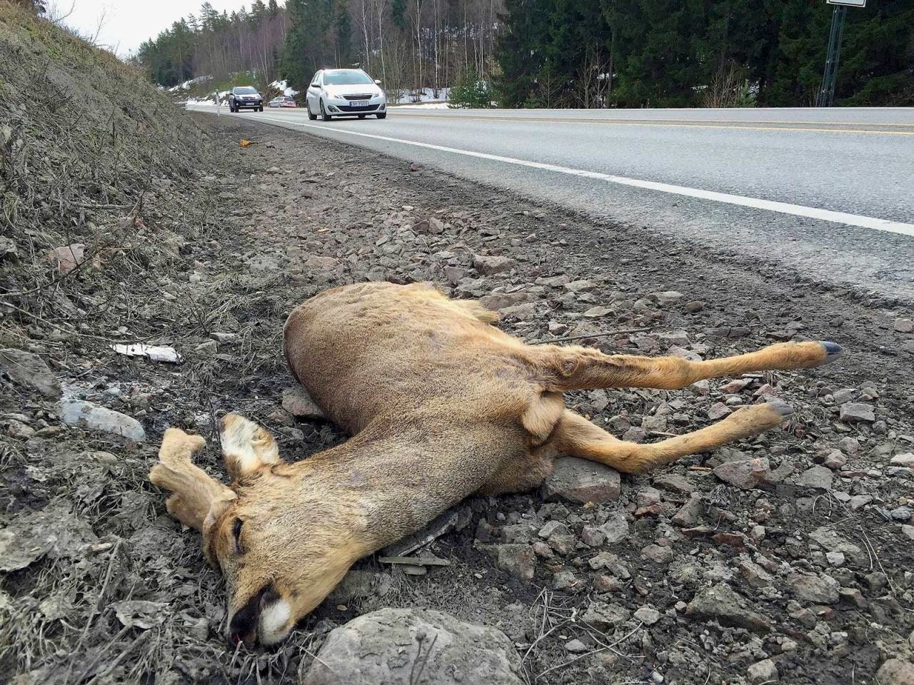 Rådyra blir hardest rammet i trafikken. Ill.foto: Åsgeir Størdal rådyr råbukk påkjørt foto Åsgeir Størdal