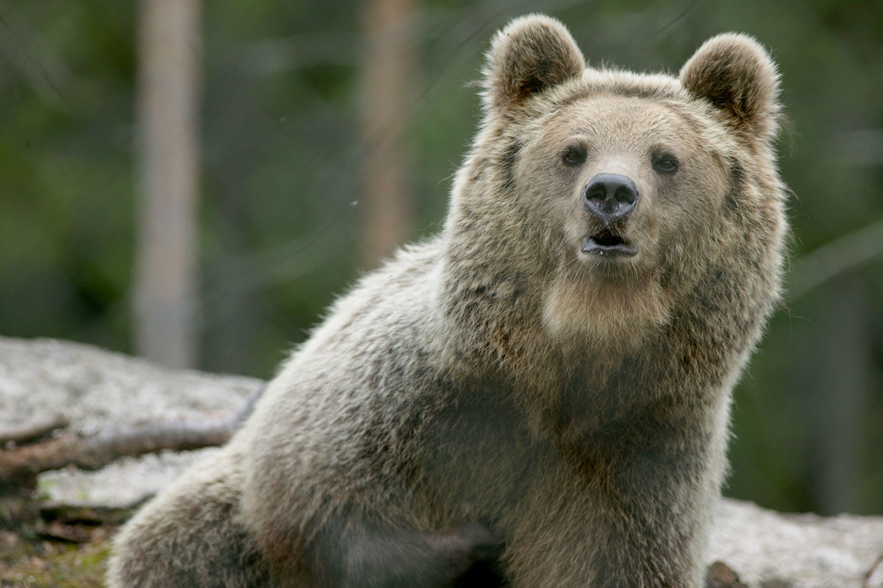 Mange norske bjørnejegere drar til Sverige for å jakte. Fylkesadministrasjonen i Norrbotten har nå vedtatt en kvote på 20 bjørn til høstens lisensjakt. Foto: Åsgeir Størdal (kontrollerte forhold) bjørn brunbjørn foto åsgeir størdal