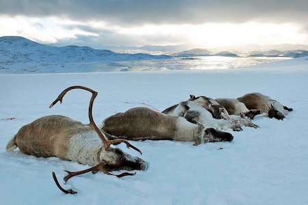 Regjeringen har bestemt seg for en bestandsreduksjon opp mot 2.500 dyr på Hardangervidda. Lederen i Ullensvang Fjellstyre frykter det blir vinterjakt på Hardangervidda for å nå målet, og at det går på dyrevelferden løs. Bildet er tatt fra den statlige nedskytingen i Nordfjella. Skrantesyke, Hardangervidda, villrein
