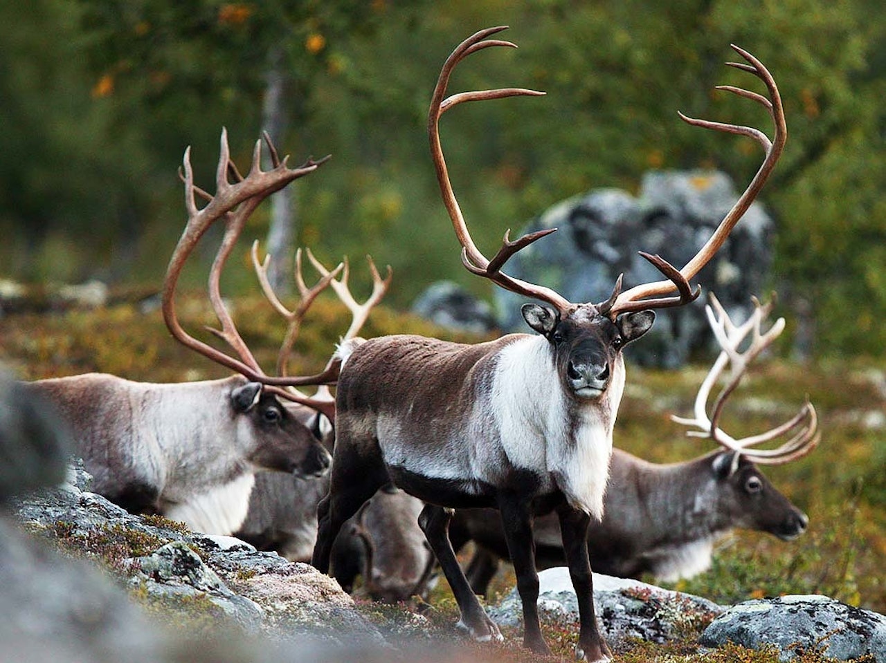 Tiltak: Regjeringen har bestemt seg for at det skal skytes opp mot 2.500 villrein på Hardangervidda i kampen mot skrantesyke. (Ill.foto: Åsgeir Størdal) Villrein Hardangervidda skrantesyke foto Åsgeir Størdal