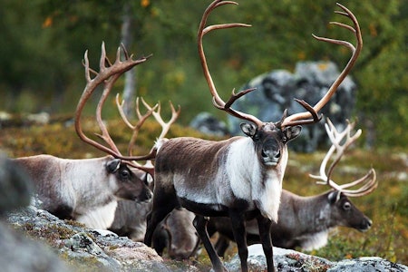 Tiltak: Regjeringen har bestemt seg for at det skal skytes opp mot 2.500 villrein på Hardangervidda i kampen mot skrantesyke. (Ill.foto: Åsgeir Størdal) Villrein Hardangervidda skrantesyke foto Åsgeir Størdal
