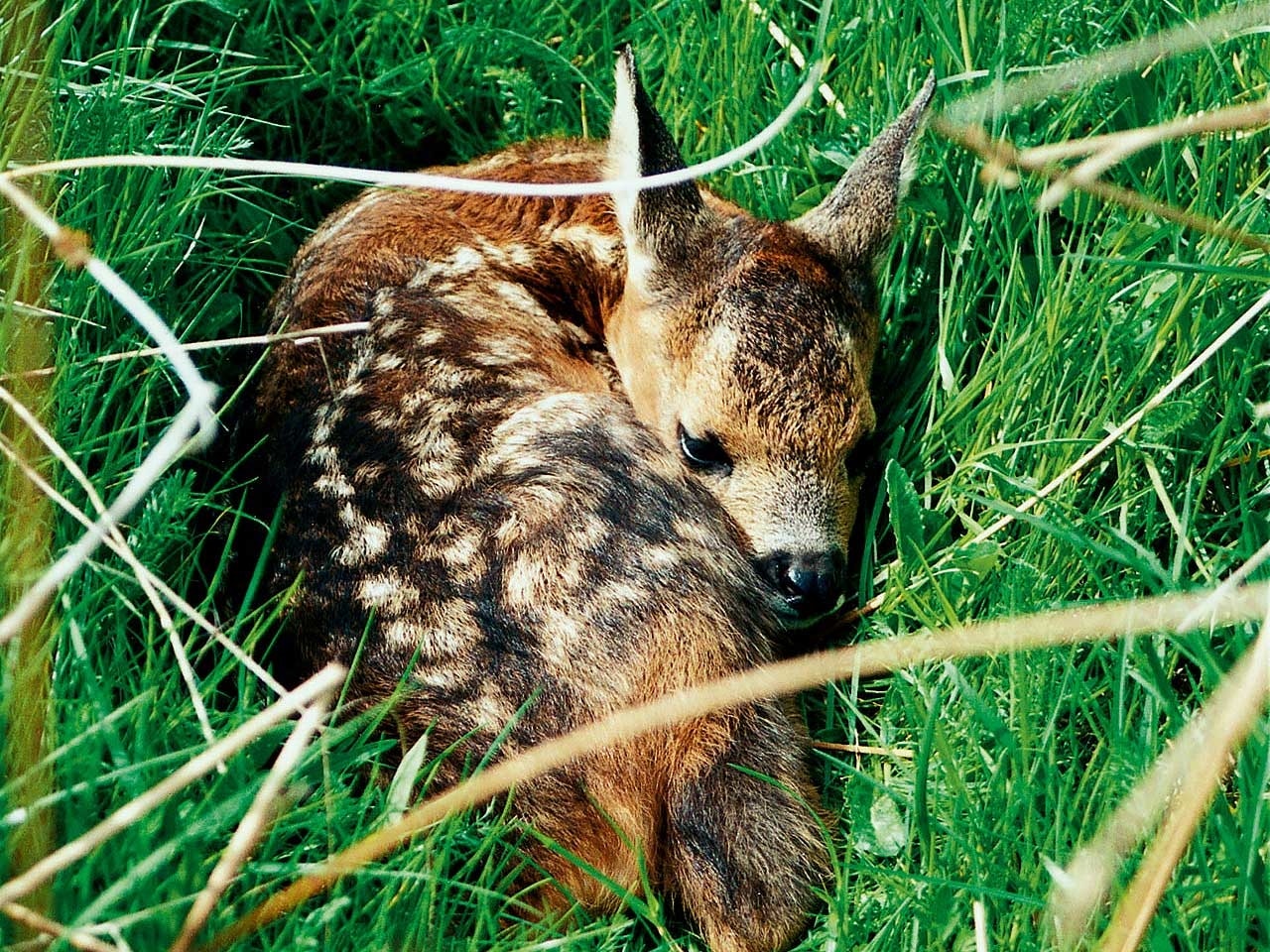 Rådyrkje som mor har lagt igjen i åkeren går en stygg død i møte om de ikke reddes fra slåmaskinen. Foto: Kåre Vidar Pedersen Rådyrkje