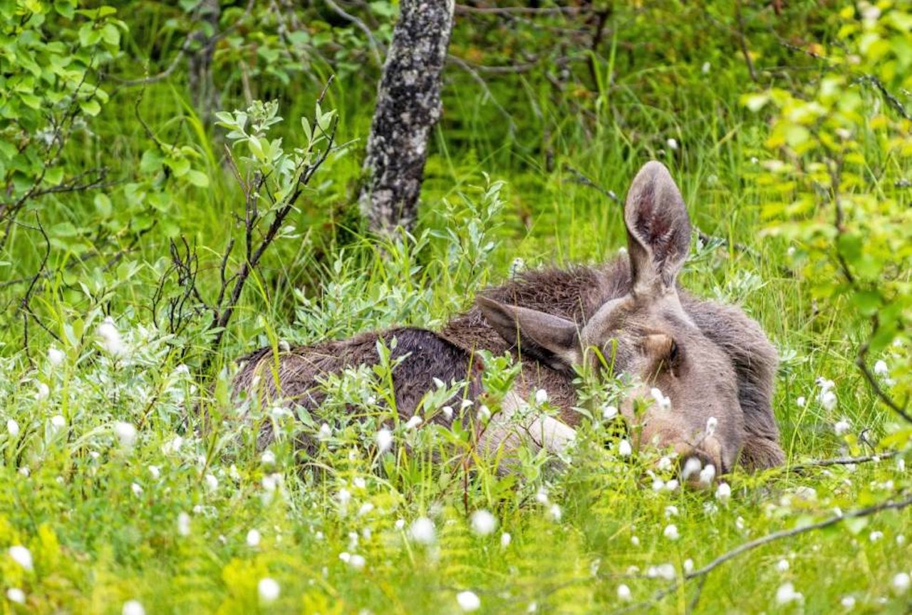 Foto: Nils-Olav Talgøy Blinkskudd, naturfoto, dyrefoto, elg
