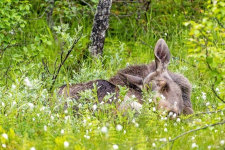 Foto: Nils-Olav Talgøy Blinkskudd, naturfoto, dyrefoto, elg