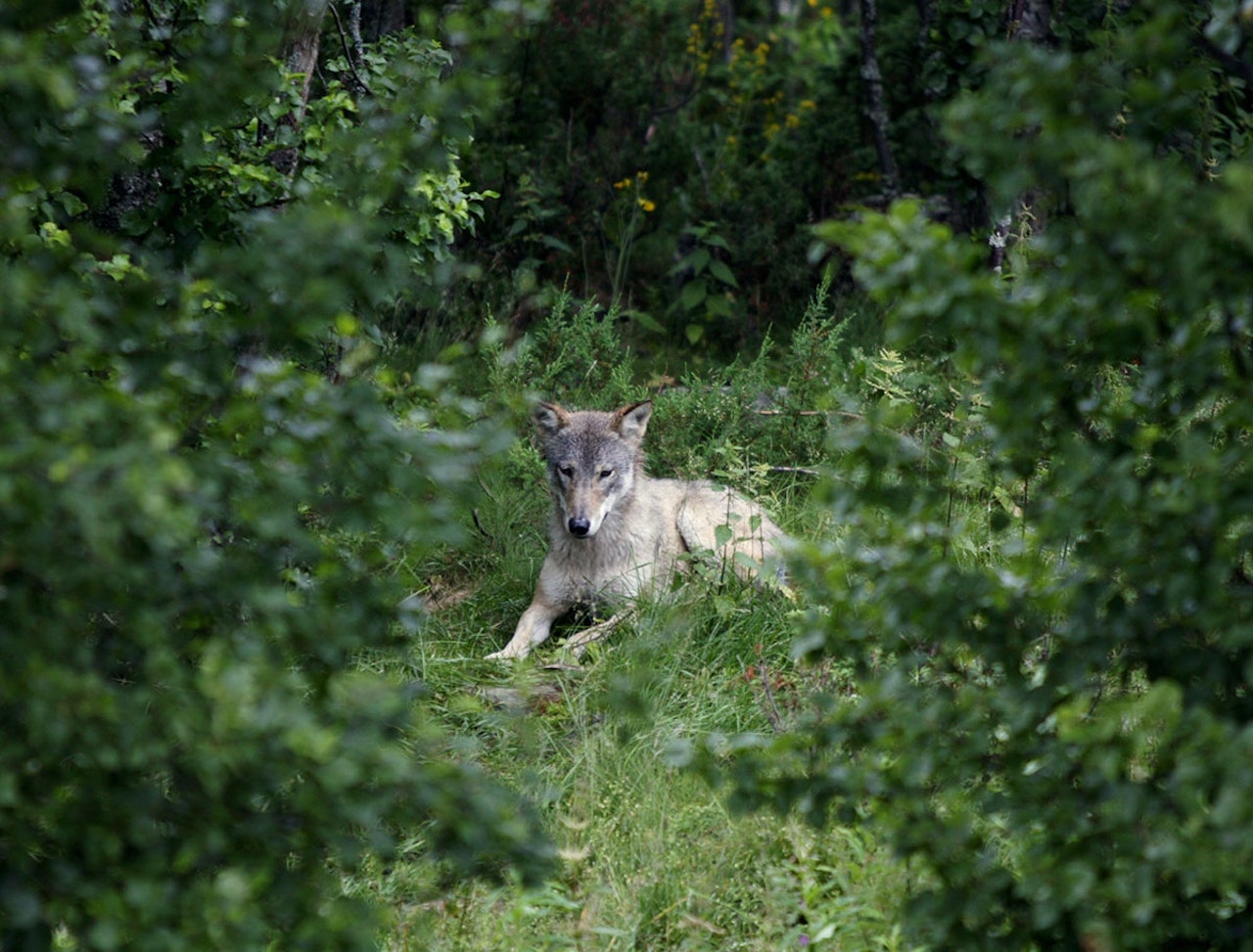 ulv jerv bjørn gaupe jakt store rovdyr norge 2020 2021