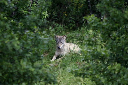 Foreløpige tall fra vinterens bestandstelling viser vekst både i Norge og Sverige (Arkivfoto, kontrollerte forhold) Ulv hviler i gress, kontrollerte forhold.