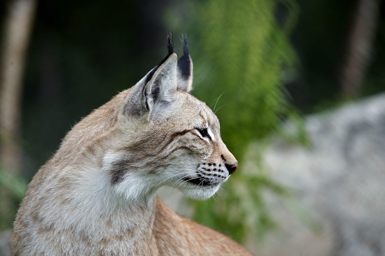 Gaupebestanden i Norge ligger for andre år på rad over bestandsmålet. (Ill.foto: Åsgeir Størdal/ kontrollerte forhold) gaupe gaupebestand bestandstall rovvilt store rovdyr rovdata