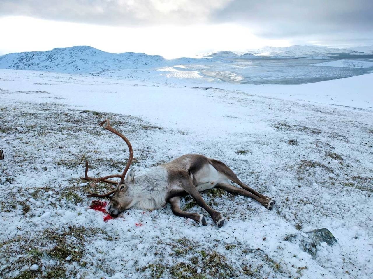 Else-May Norderhus (stortingsrepresentant, Ap) tar til orde for å skynde seg langsomt i kampen mot skrantesyke. Fra SNOs nedskyting på Nordfjella. (Foto: Statens naturoppsyn) skrantesyke skrantesjuke CWD Statens naturoppsyn SNO villrein reinsdyr