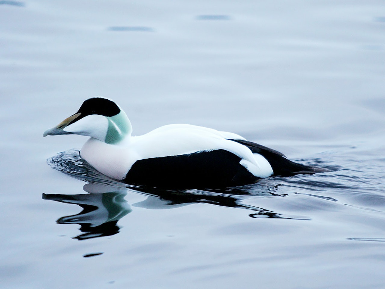 Mattilsynet jobber med å oppheve forbudet mot jakt på ærfugl og andre andefugler, storskarv, ravn og kråke så raskt som mulig. Fugleinfluensa, andejakt, skarvejakt, sjøfugljakt