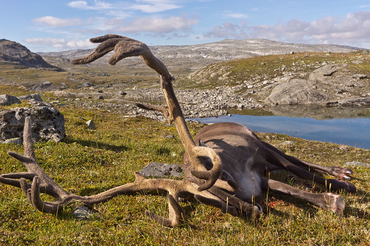 Kan du glede deg over villreinjakt til høsten? Nå har fjellstyrene i Oppland gjort trekning av jakta 2021. Ill.foto: Åsgeir Størdal Villrein reinsbukk felt jakt foto: Åsgeir Størdal
