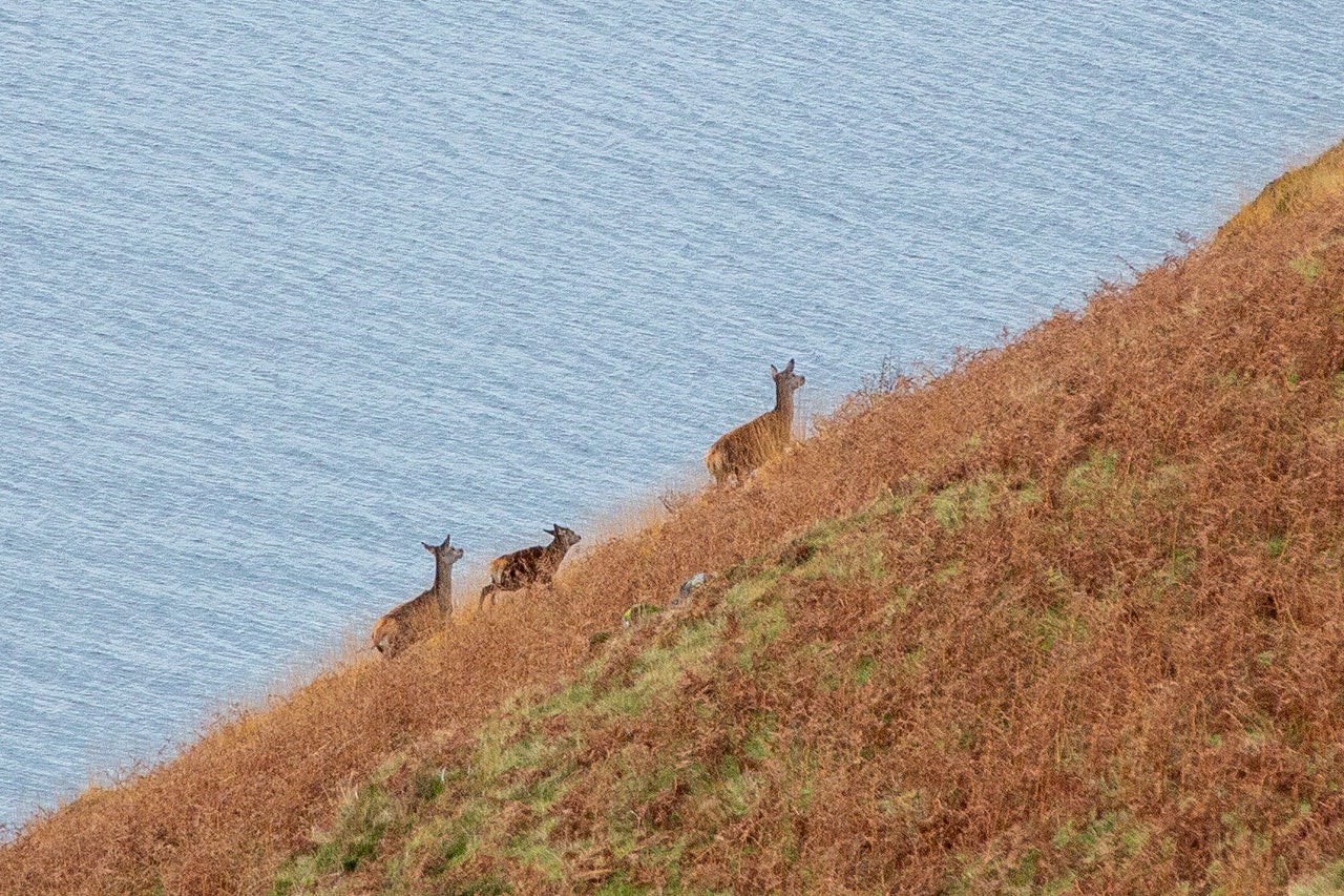Beiteskader og hjorteviltpåkjørsler er blant utfordringene som hjorteviltforvaltningen sliter med. Ill.foto: Åsgeir Størdal hjort hjortevilt jeger