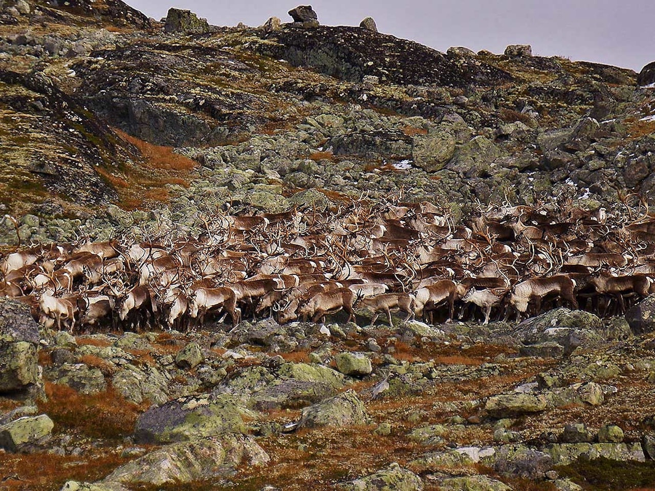 Villreinjakt skrantesyke Hardangervidda