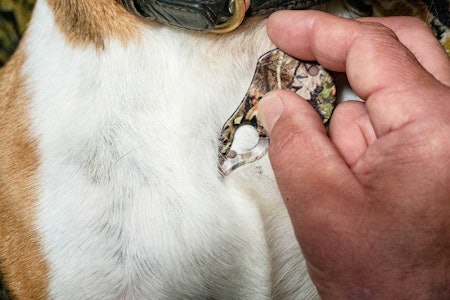 Tar de største: Tick key tar grep om større flått, men de minste krabatene har lett for å lure seg unna. Tar de største: Tick key tar grep om større flått, men de minste krabatene har lett for å lure seg unna.