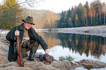 Den beste tiden: Når naturen er i ferd med å våkne fra vinterens dvale, er det fantastisk å være ute på beverjakt.