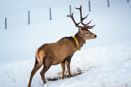 KRONHJORTEN: Denne kronhjorten har siden den ble merket beveget seg knappe to mil. KRONHJORTEN: Denne kronhjorten har siden den ble merket beveget seg knappe to mil.