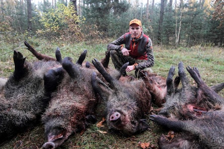 Knalldebut: Dette  var Jan Åges første og helt sikkert ikke siste drivjakt. Drivjakt i Polen, jaktreise Polen, jakte villsvin i Polen