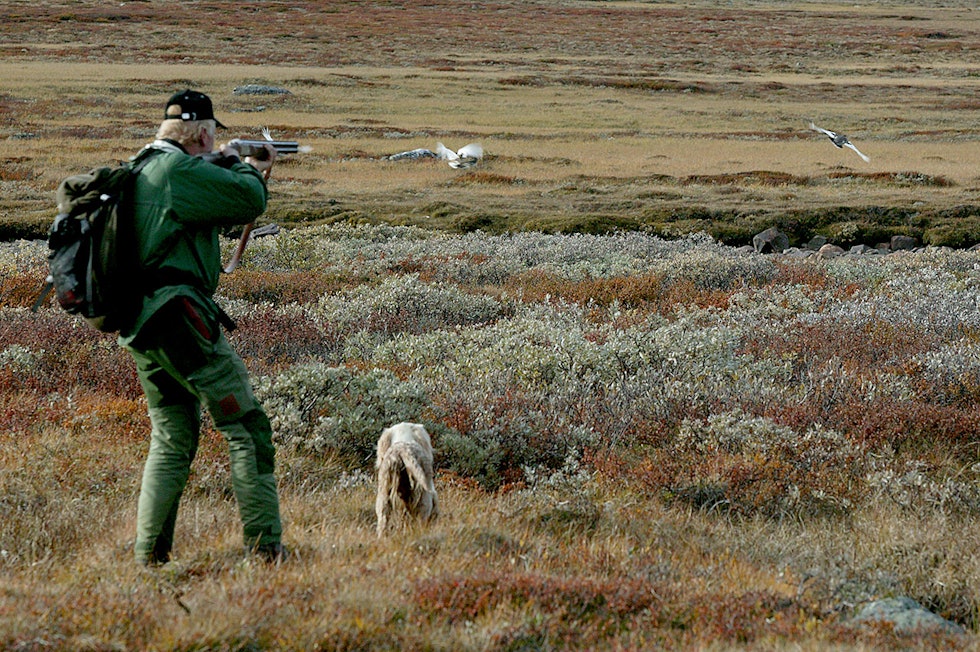 Ramsar-konvensjonen har en langt videre definisjon av hva som er våtmark, slik at blyhaglbruken under norsk jakt vil bli ytterligere innskrenka. (Ill.foto: Åsgeir Størdal) Jeger på rypejakt med fuglehund
