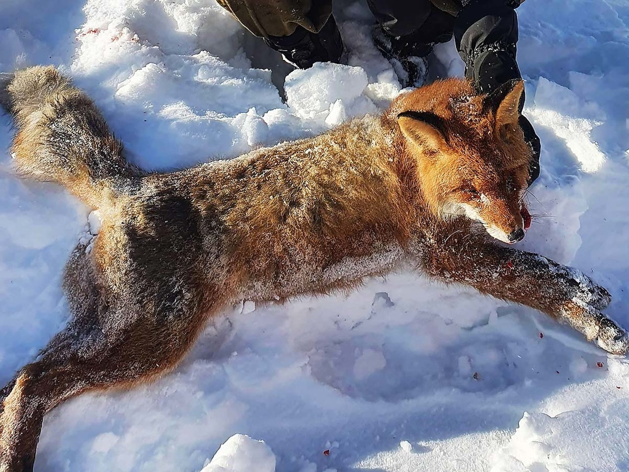 Joakim Frøsaker fikk uttelling på haiåtet sitt. Foreløpig har han tatt en rev på cirka 6 kilo på åtet sitt. Foto: Privat Rev skutt på åte.